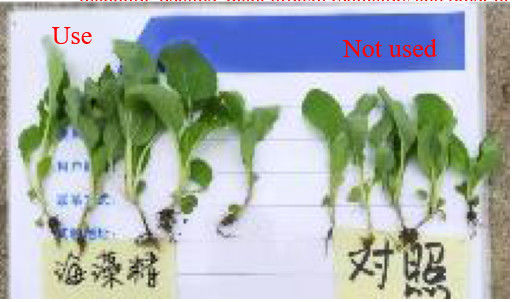 해초 추출물 엽면 살포제 협력 업체