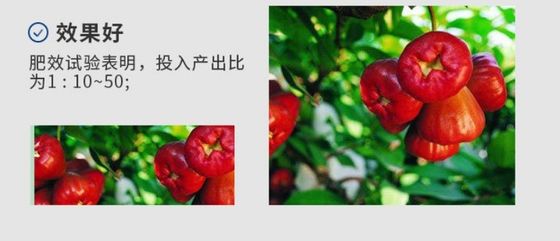 아스코필룸 노도섬 비료 협력 업체