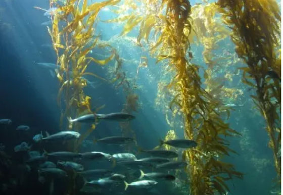 10 L 배울 어두운 갈색 또는 검은색 액체 해조류 추출물 플러시 비료 협력 업체