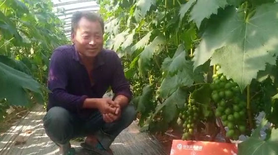 10 L 배울 어두운 갈색 또는 검은색 액체 해조류 추출물 플러시 비료 협력 업체