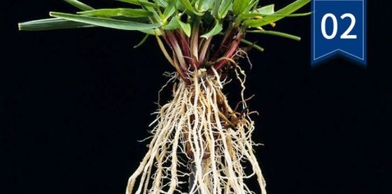 10 L 배울 어두운 갈색 또는 검은색 액체 해조류 추출물 플러시 비료 협력 업체