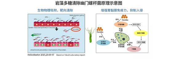푸코이단 추출물 협력 업체