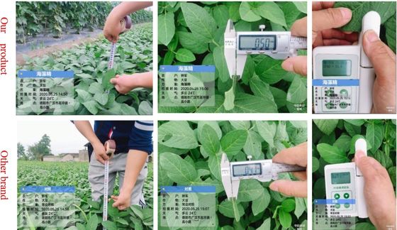 ASCOPHYLLUM NODOSUM 추출물 비료 협력 업체