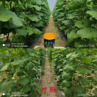 해조류 비오시뮬레이션 인 해조류 추출물 협력 업체